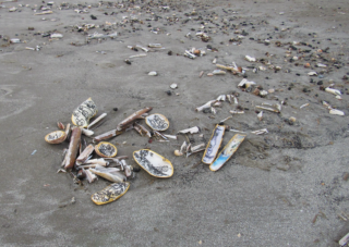 Shells and driftwood scattered on a sandy beach. Some shells have intricate black patterns. The scene feels serene and natural.