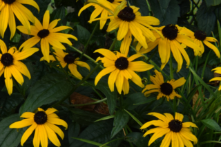 Bright yellow coneflowers with dark centres bloom amid lush green leaves, creating a vibrant, cheerful garden scene with a sense of summer warmth.