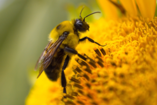 Close-up of a fuzzy bee on a vibrant yellow sunflower, collecting nectar. The image conveys a sense of nature’s harmony and productivity.