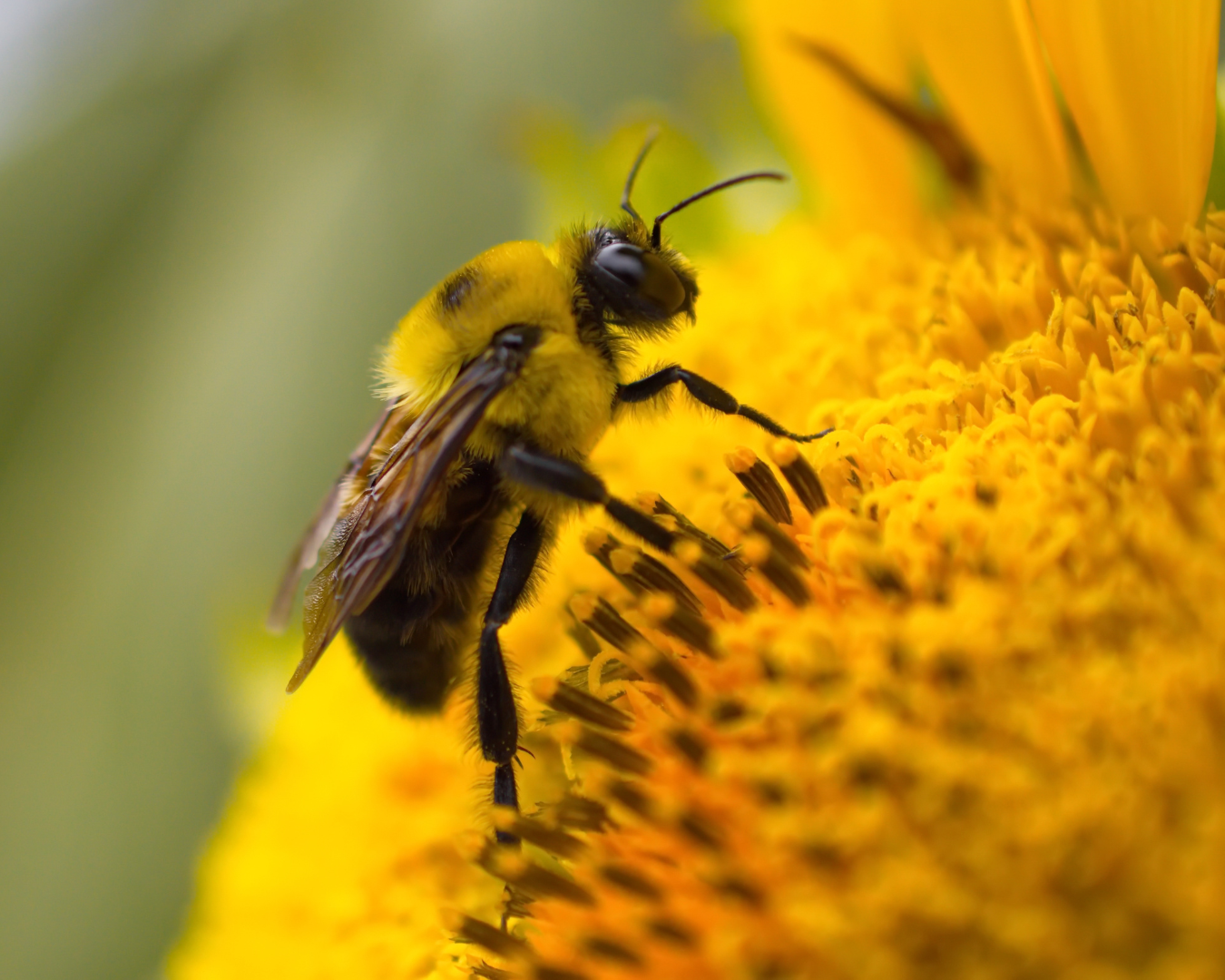 Close-up of a fuzzy bee on a vibrant yellow sunflower, collecting nectar. The image conveys a sense of nature’s harmony and productivity.