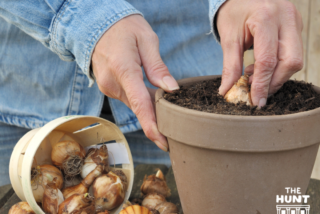 Hands in a denim jacket plant a bulb in a pot of soil. A tipped-over basket spills more bulbs beside a gardening tool, conveying a sense of gardening activity.