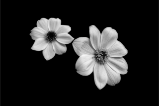 Two delicate white flowers with intricate petals against a stark black background, showcasing elegance and simplicity.