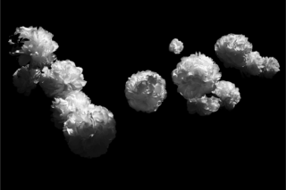 A cluster of white peonies softly illuminated against a black background, creating a striking monochrome floral arrangement.