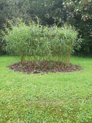 A circular patch of lush green willow plants, surrounded by grass and mulch, set against a backdrop of leafy trees.
